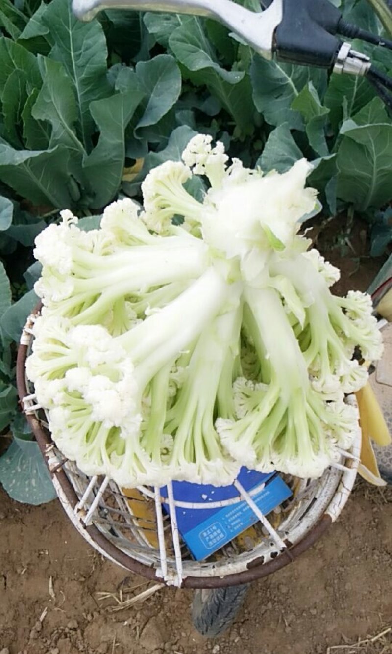 小米粒白面青梗有机菜花2~3斤散花乳白