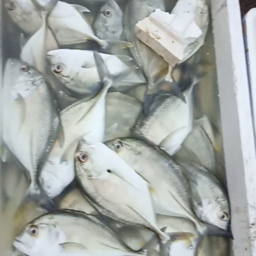 白鱼