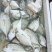 白鱼