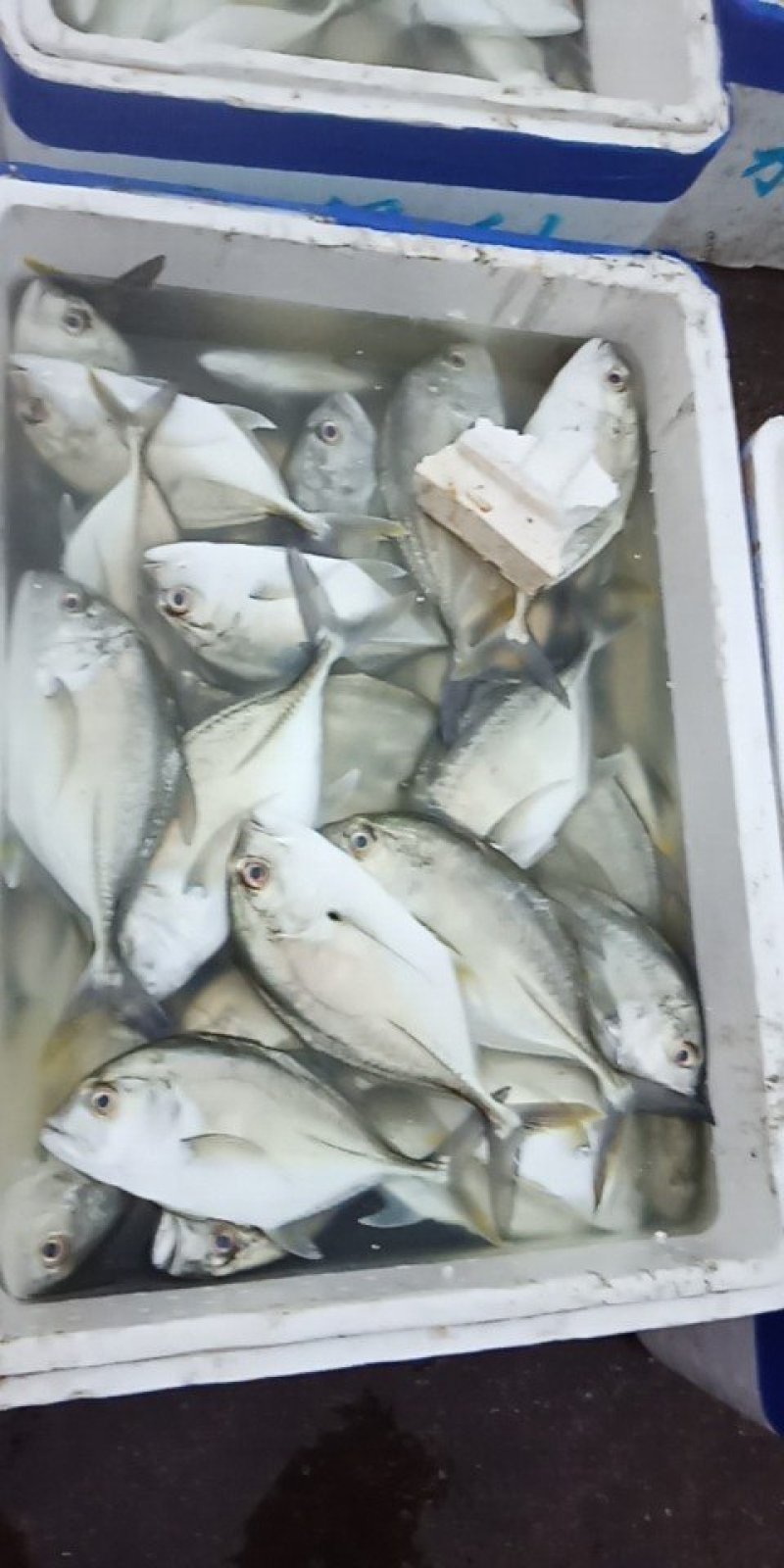 白鱼