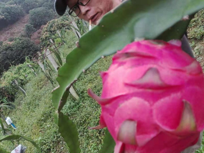 蜜玄龙，喜香红火龙果苗