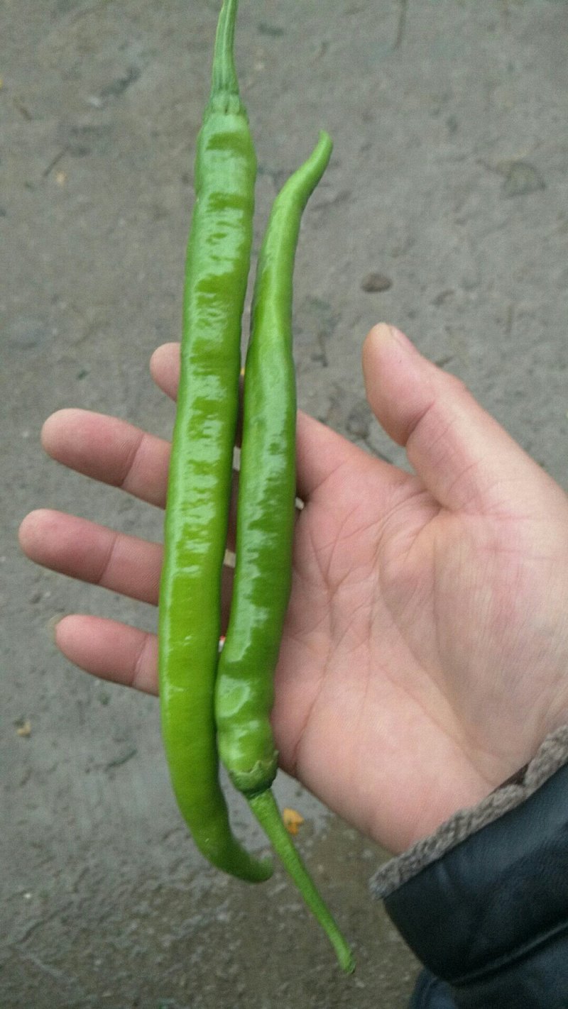 二炮辣椒
