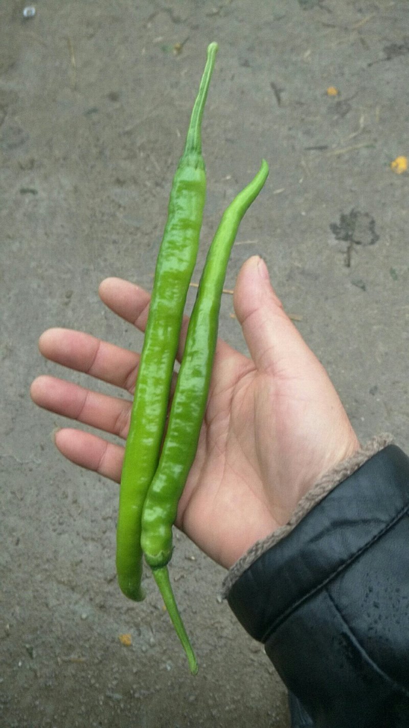 二炮辣椒