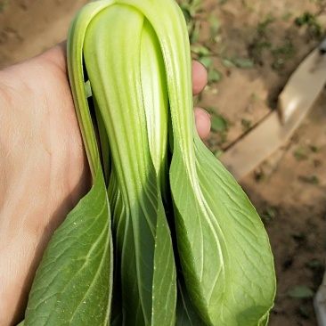 油菜供应食品厂快菜发货全国