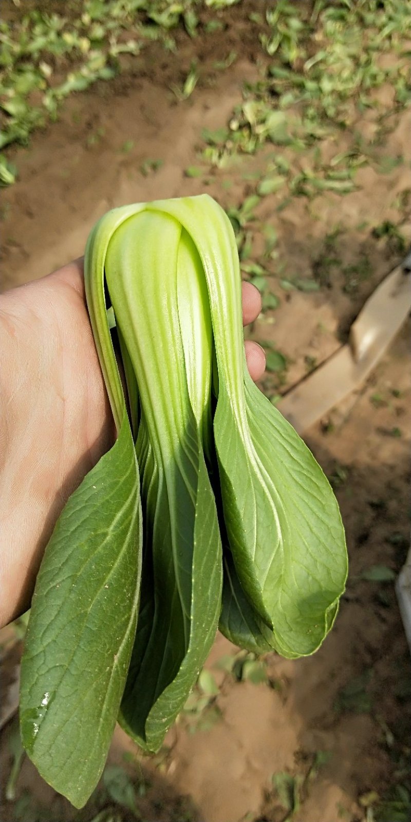 油菜供应食品厂快菜发货全国
