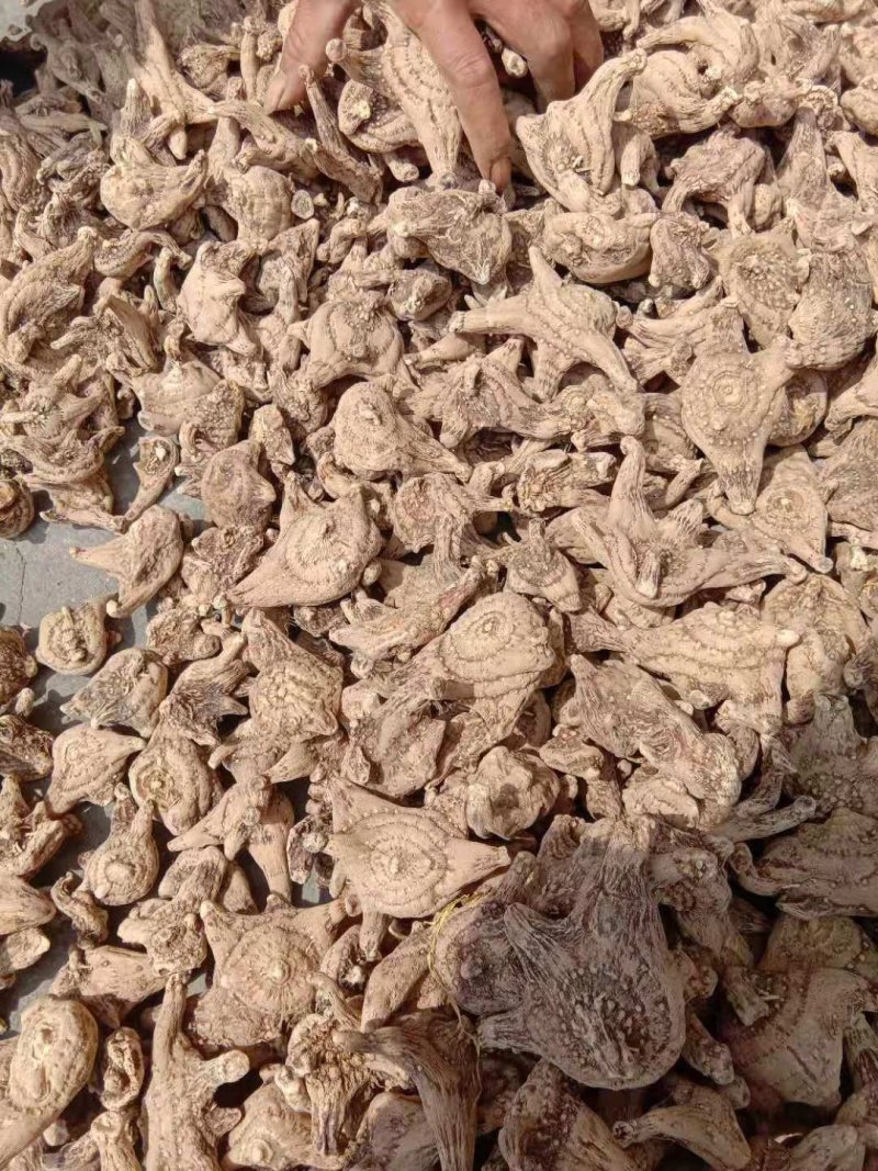 纯净白芨长期供应无杂质欢迎咨询