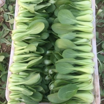精品小油菜快菜发货全国供应食品厂