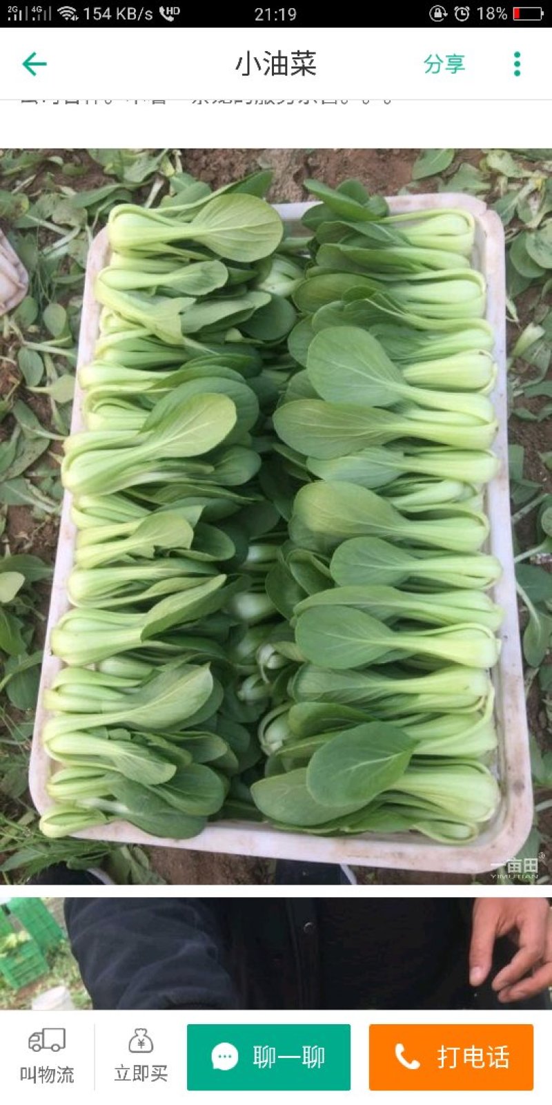 精品小油菜快菜发货全国供应食品厂