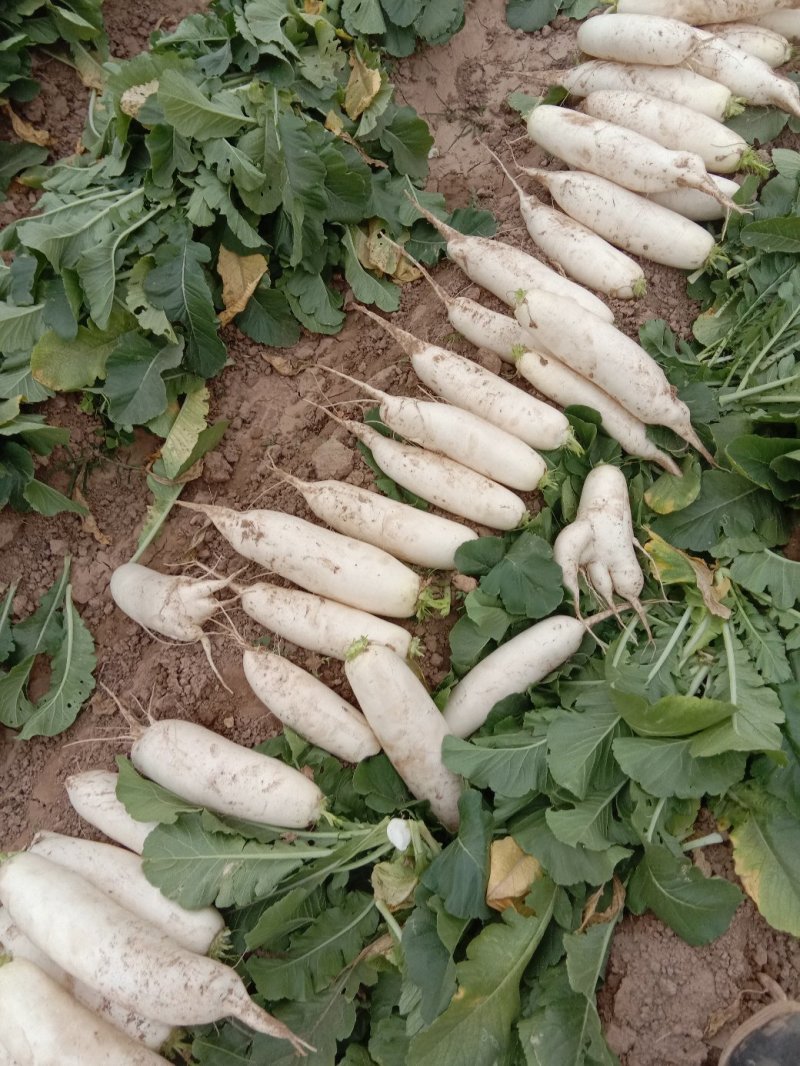 白萝卜基地直供沙土地种植保证质量现货销售中需要的朋友联系