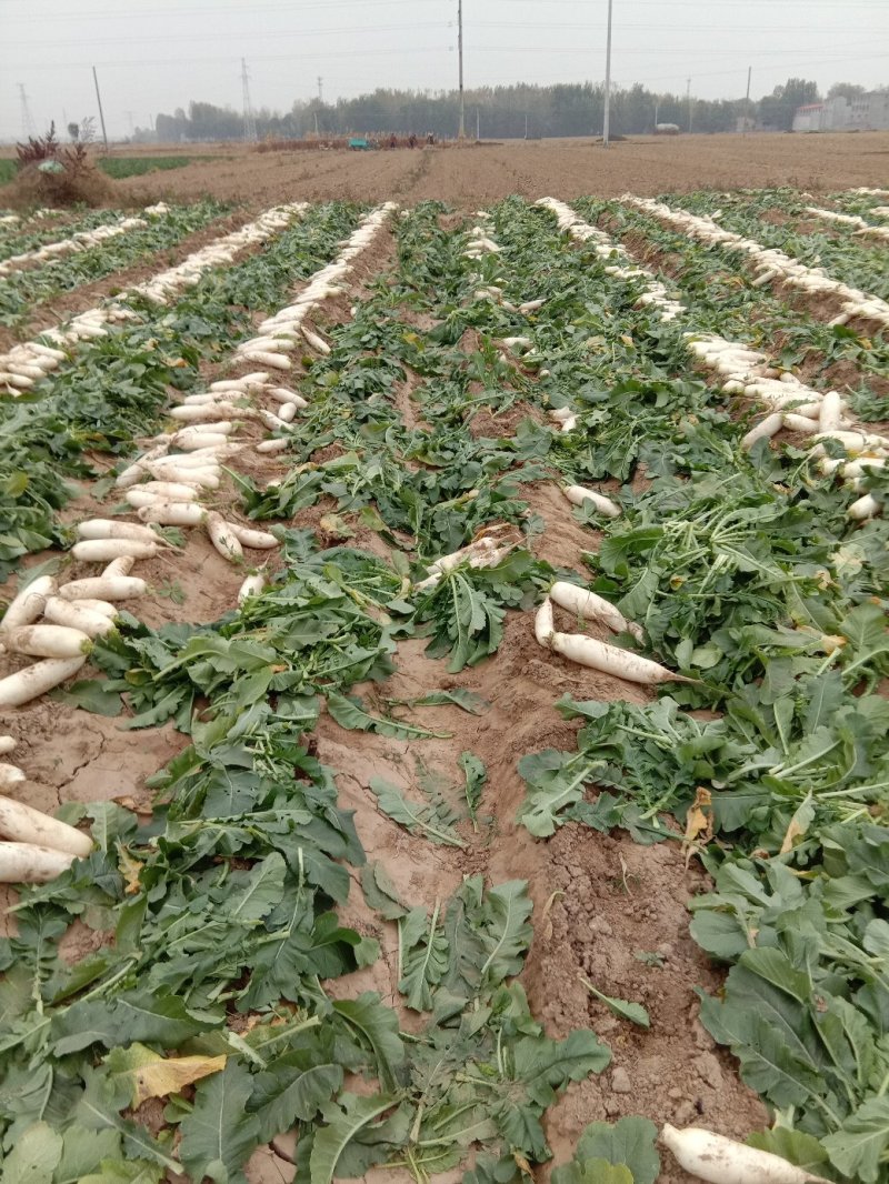 白萝卜基地直供沙土地种植保证质量现货销售中需要的朋友联系