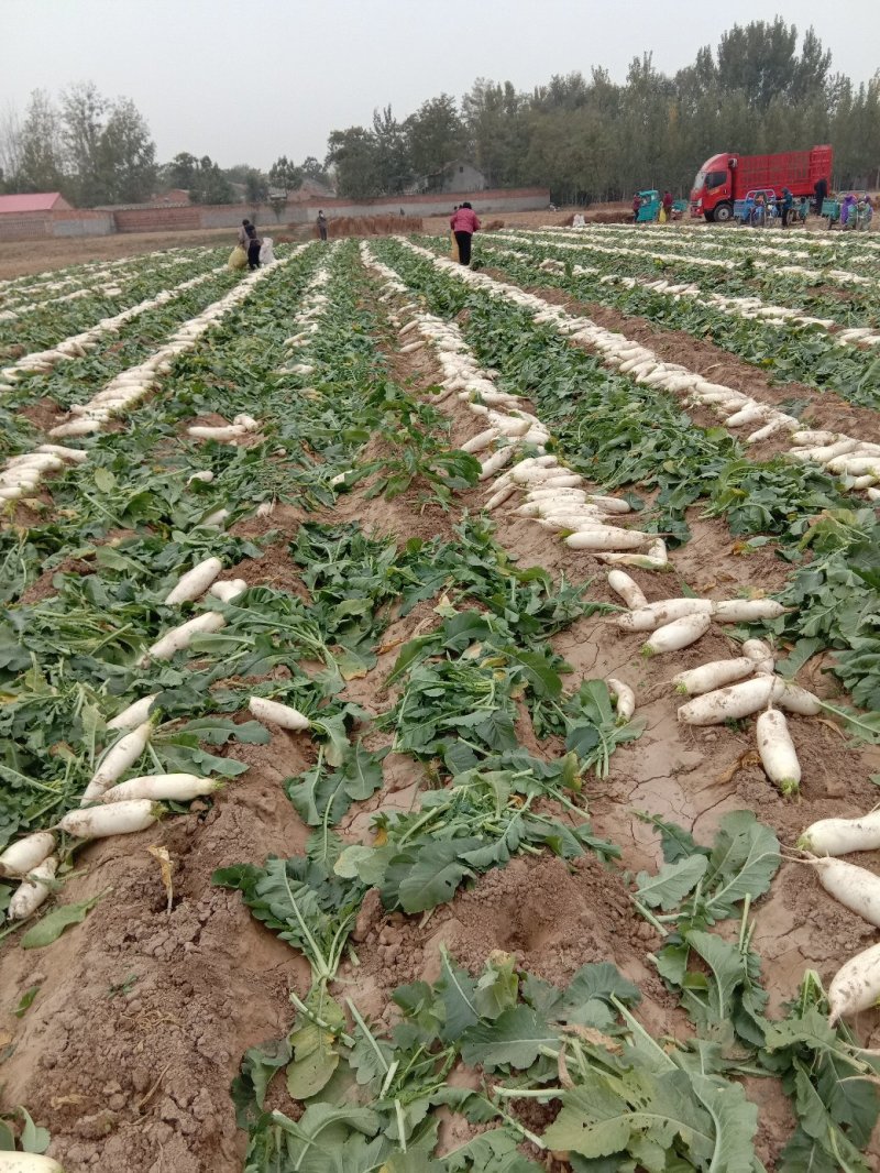 白萝卜基地直供沙土地种植保证质量现货销售中需要的朋友联系