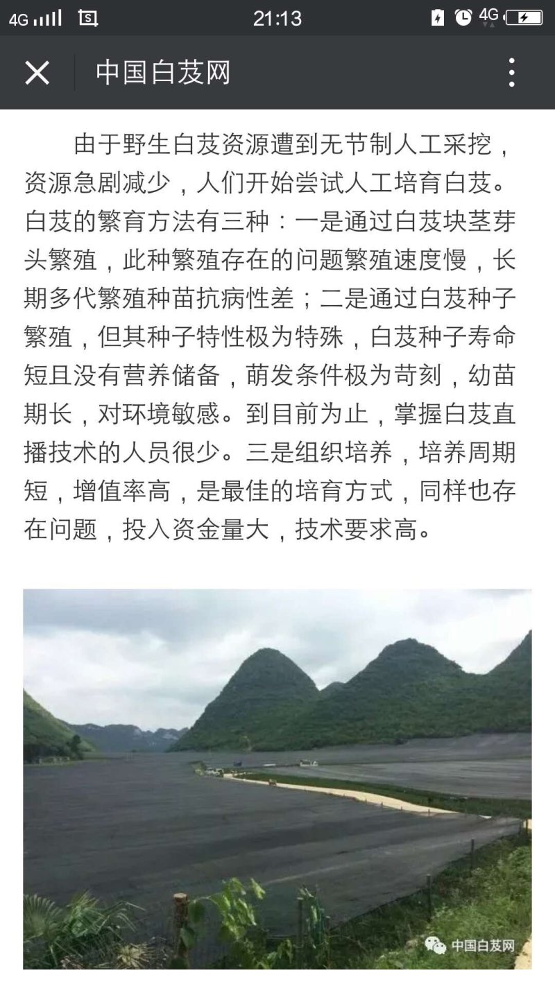 三叉紫花大白芨