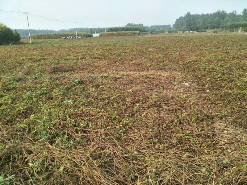 五叶地锦、爬山虎河南鄢陵万亩基地