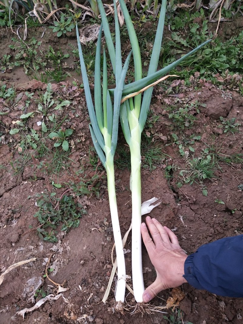 长白大葱，2公分左右，地头装车，40-50葱茎