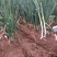 长白大葱，2公分左右，地头装车，40-50葱茎