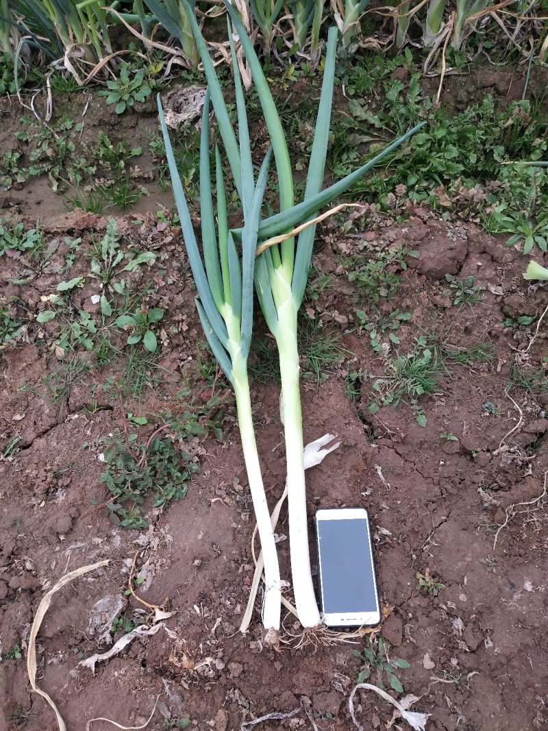 长白大葱，2公分左右，地头装车，40-50葱茎