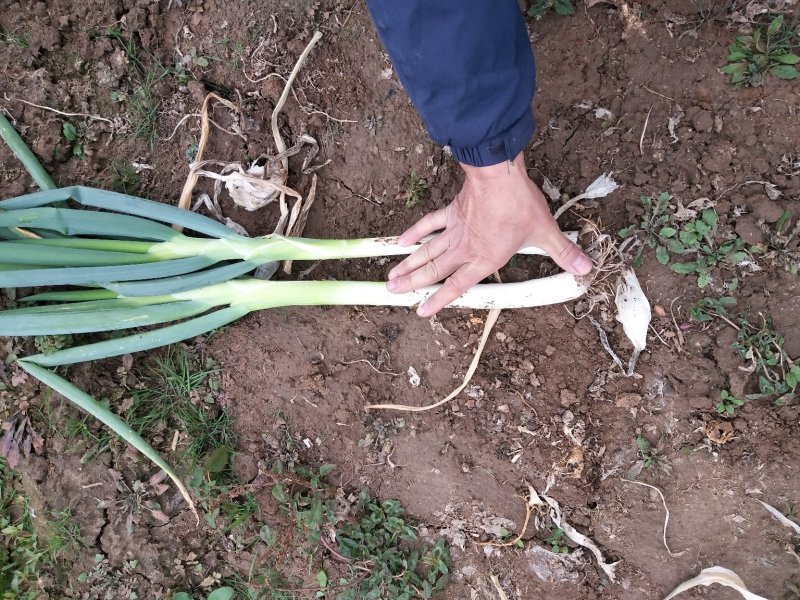 长白大葱，2公分左右，地头装车，40-50葱茎