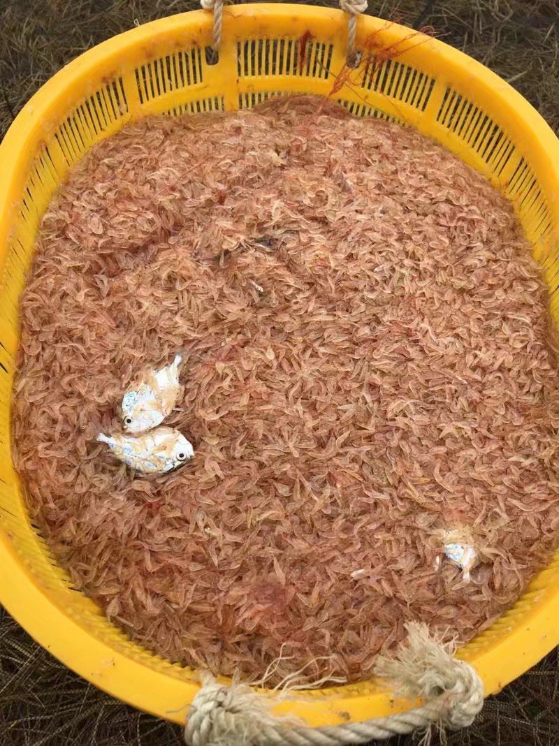 天然淡干虾皮