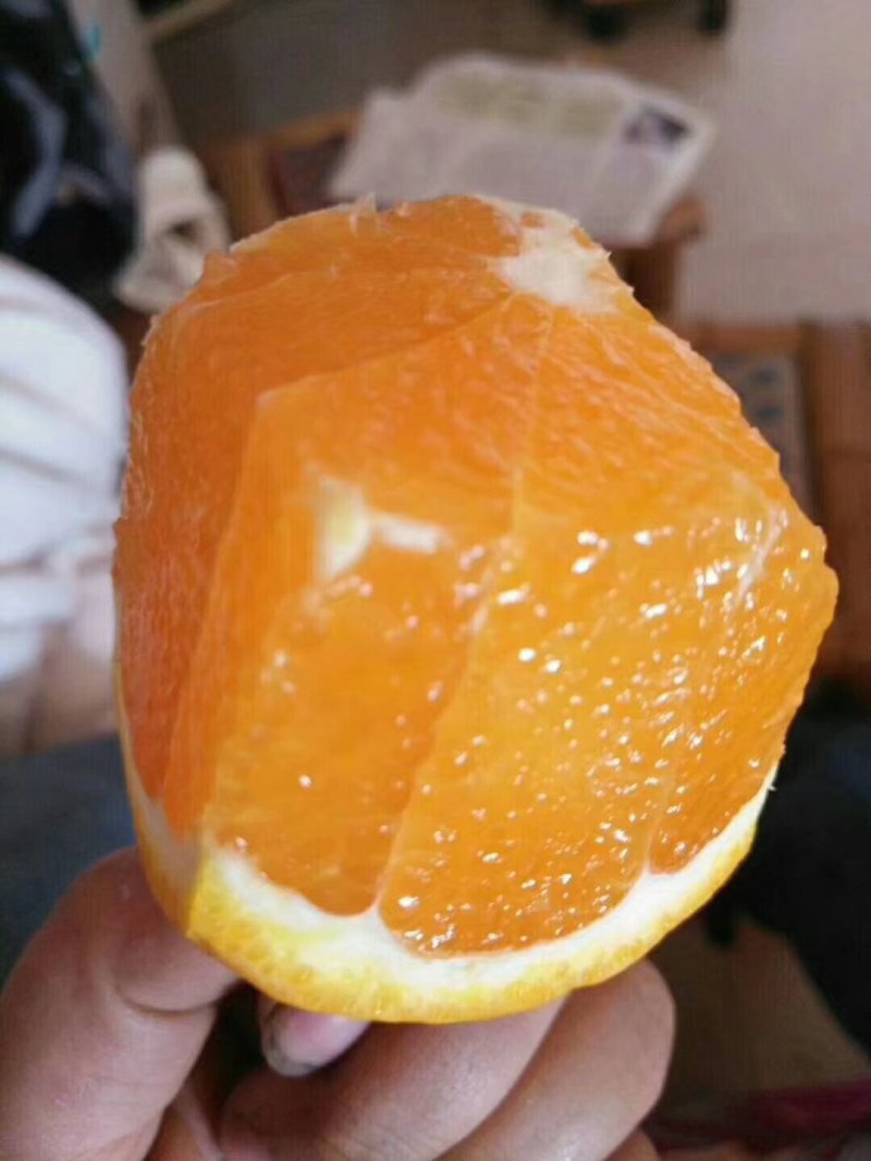 长虹脐橙产地批发诚信供应商欢迎咨询订购