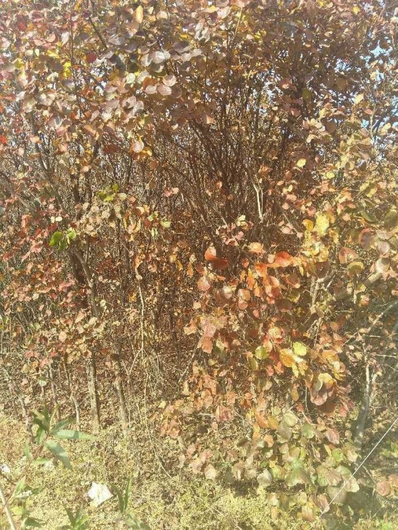 基地出售黄栌，批发零售价格，