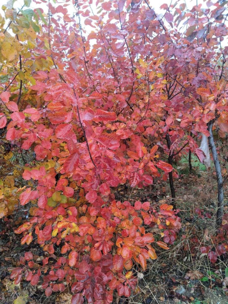 基地出售黄栌，批发零售价格，