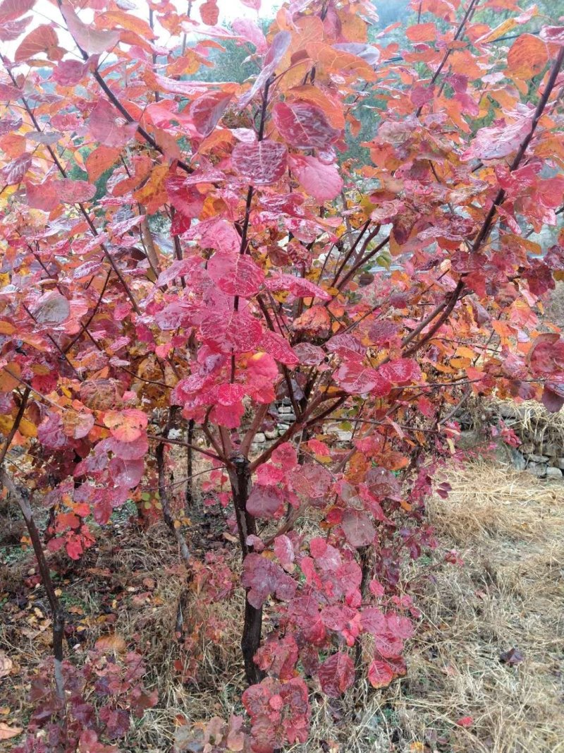 基地出售黄栌，批发零售价格，