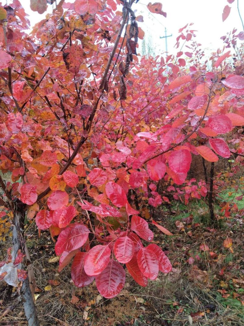 基地出售黄栌，批发零售价格，