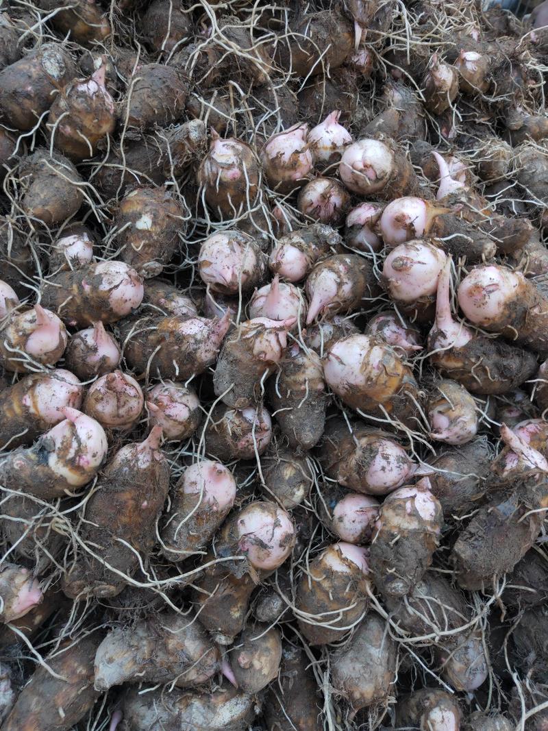 永康红芽芋2厘米以上大量供应现挖现发欢迎采购