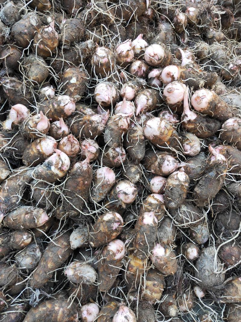 永康红芽芋2厘米以上大量供应现挖现发欢迎采购