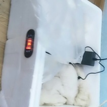 水床孵化箱