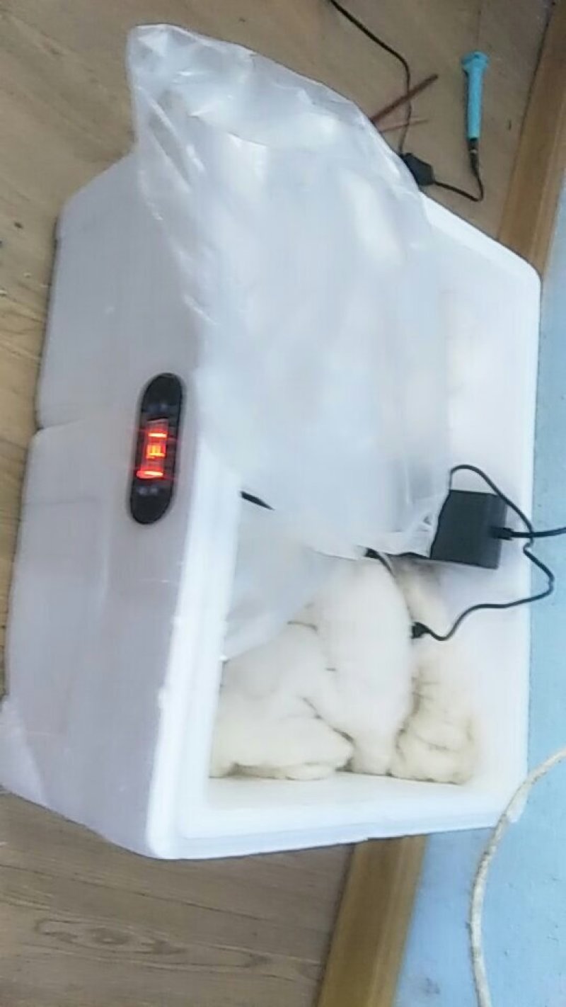 水床孵化箱