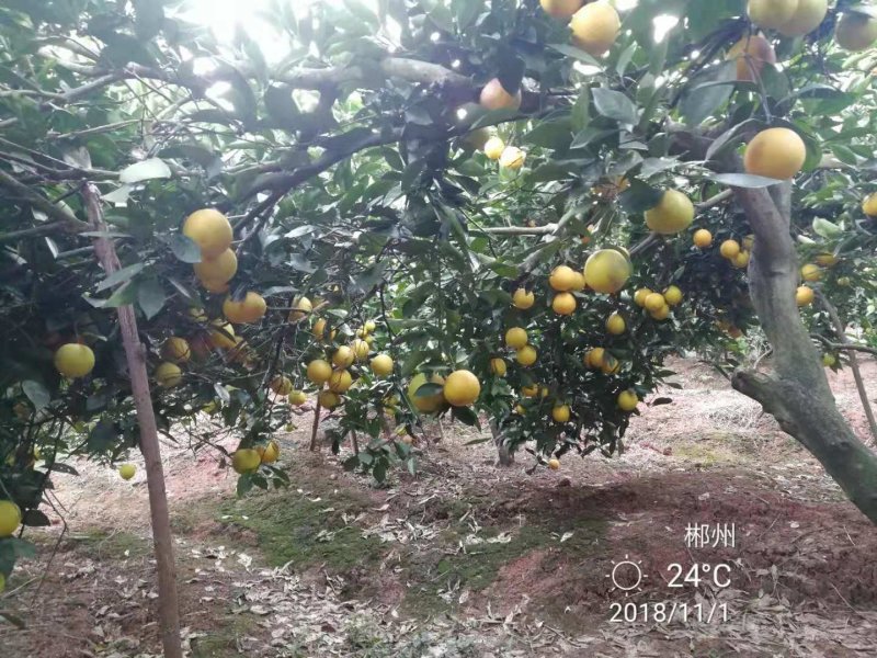 冰糖橙