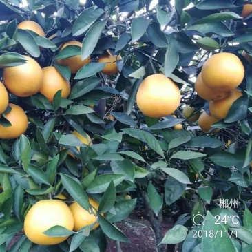 冰糖橙