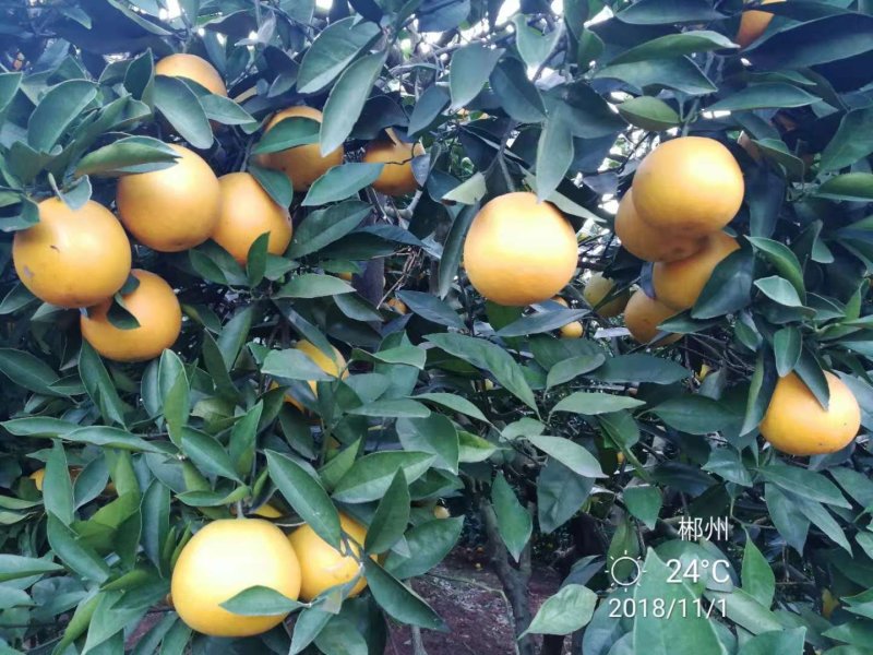 冰糖橙
