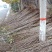 樱桃树10cm以下