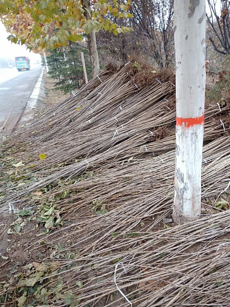 樱桃树10cm以下