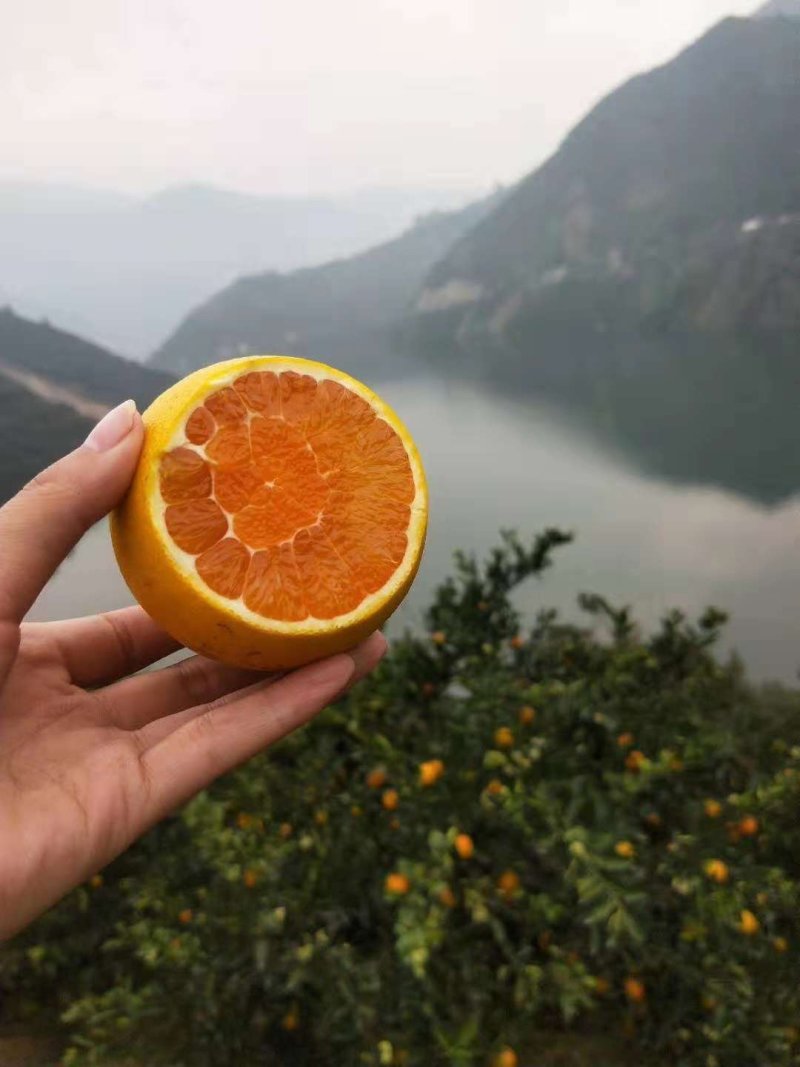 九月红脐橙
