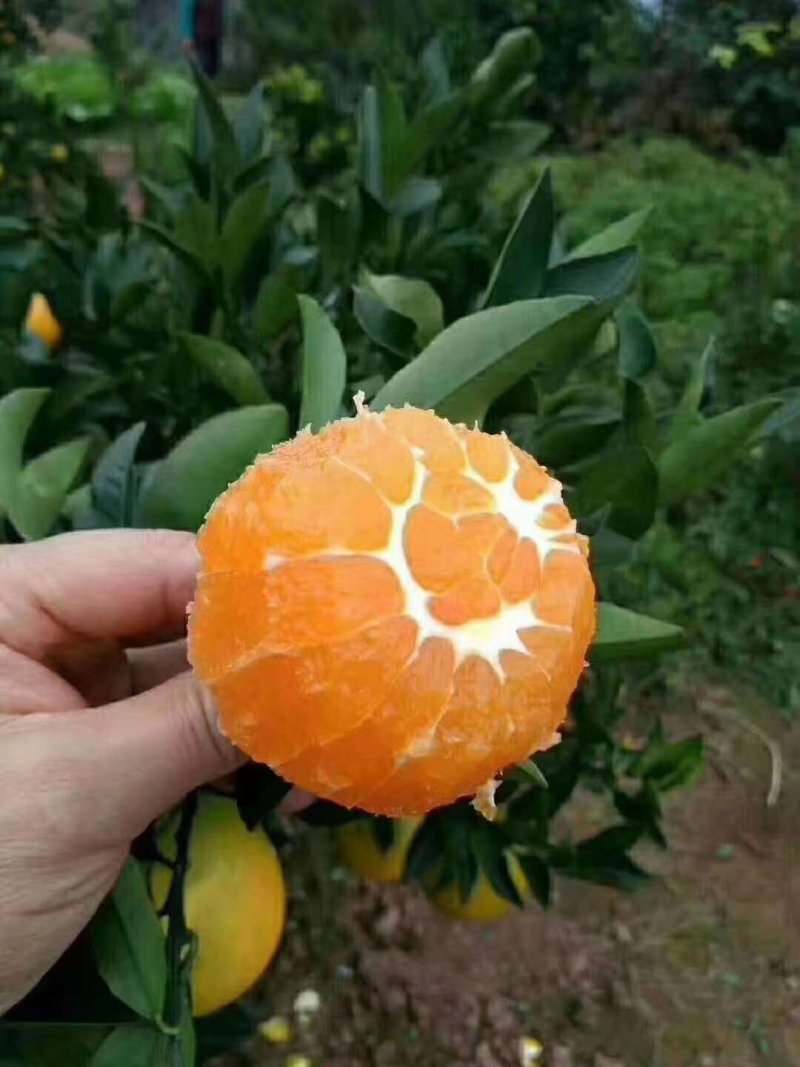 九月红脐橙