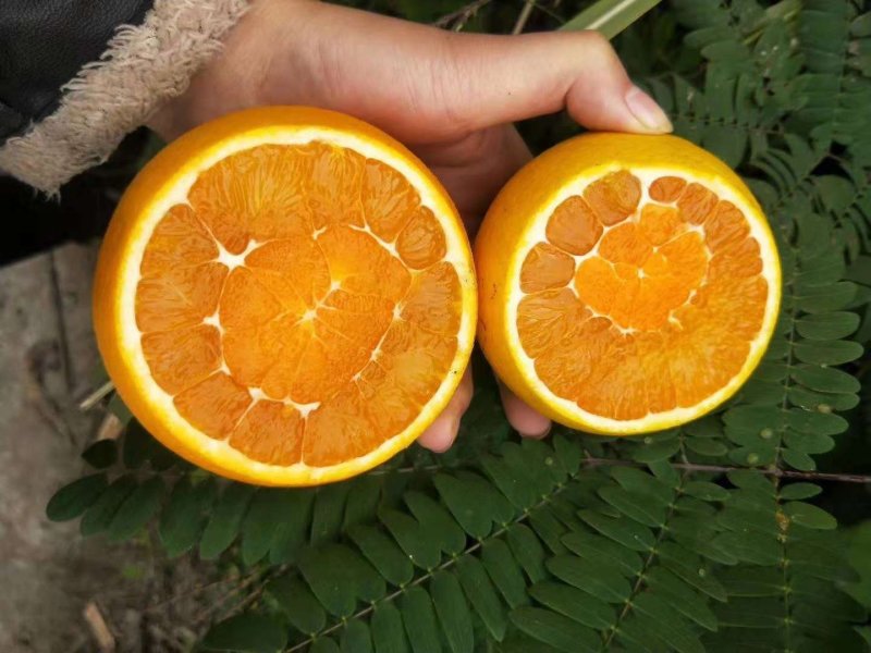 九月红脐橙