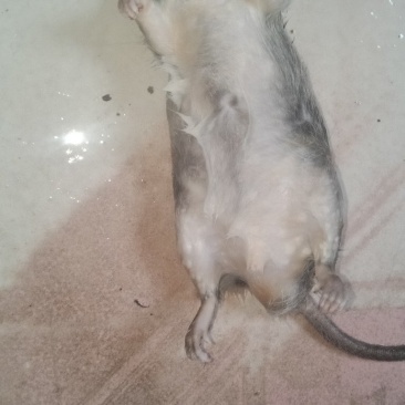 家鼠