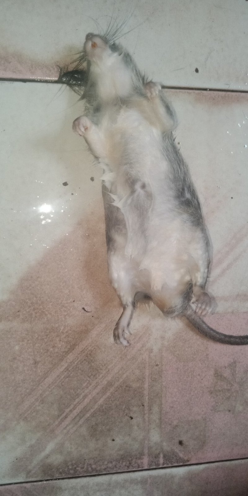 家鼠