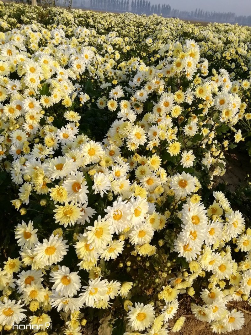 新鲜杭白菊上市了