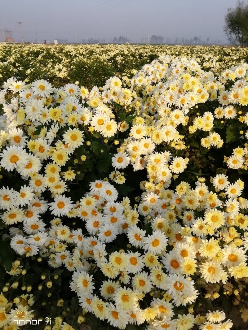 新鲜杭白菊上市了