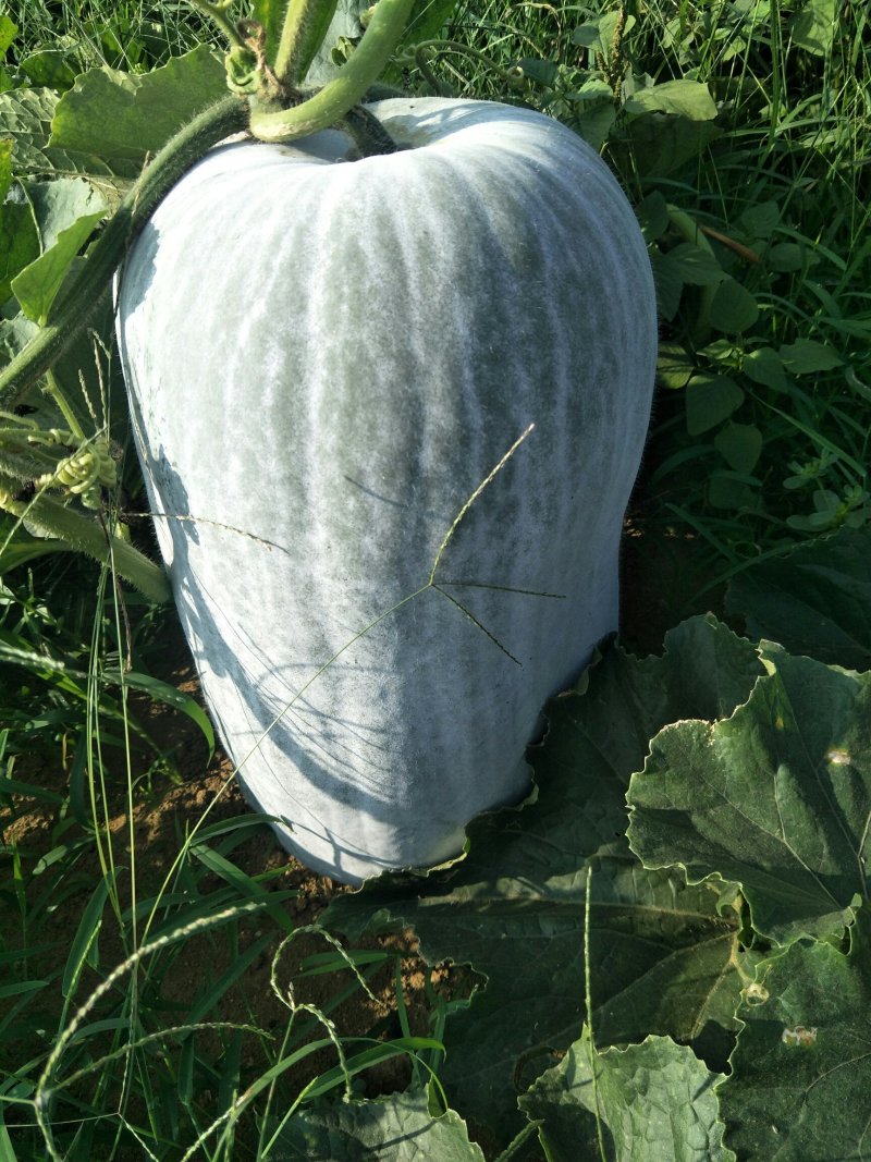 广西白皮地冬瓜，品质好价格美，欢迎全国客商咨询采购。