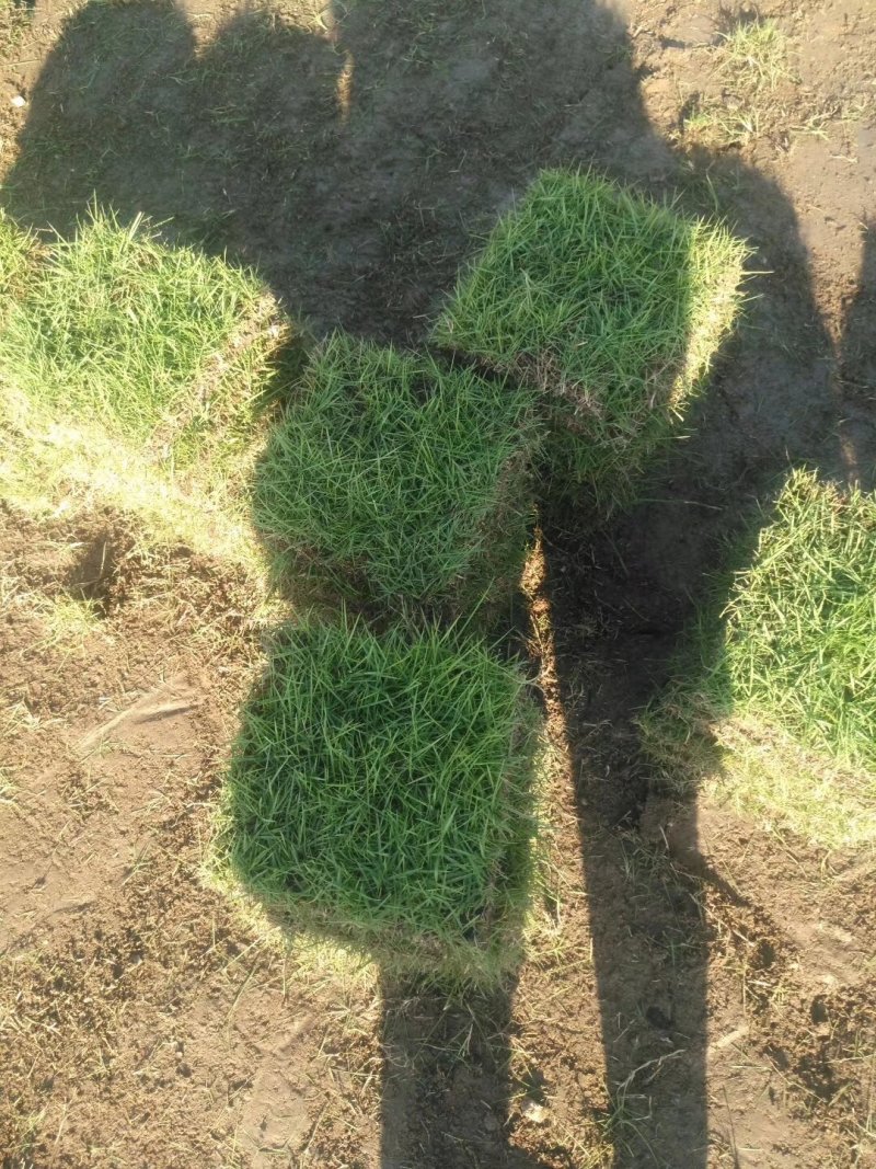 马尼拉草坪，三百亩基地，货源充足，物美廉价，欢迎订购