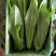 油麦菜30~35厘米以上