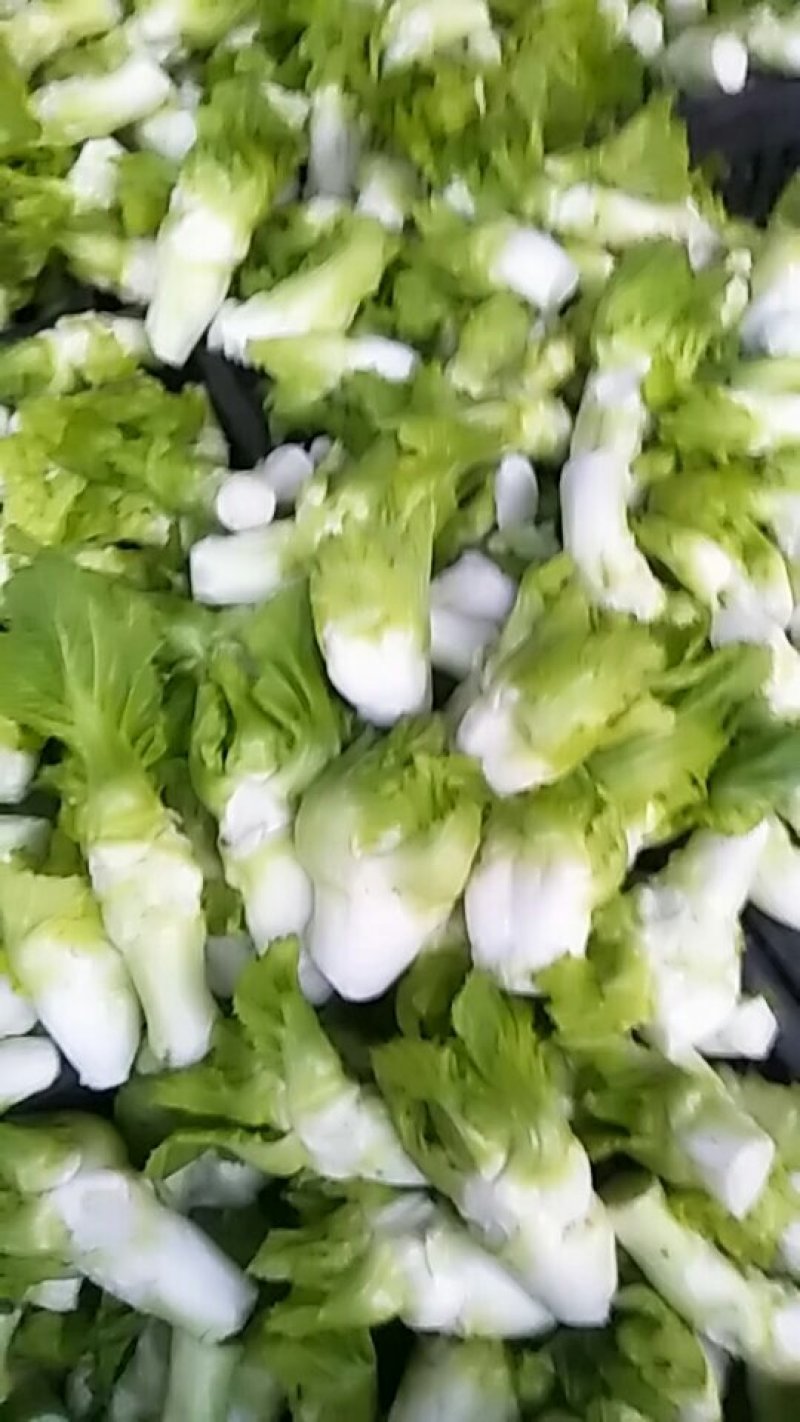 儿菜