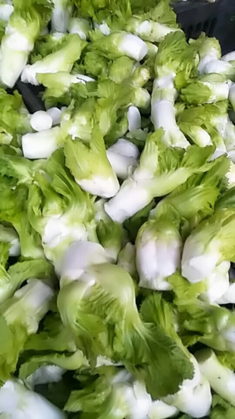 儿菜
