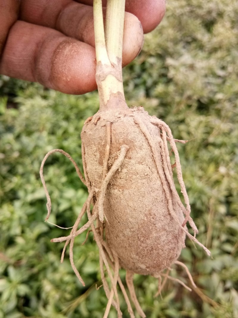 白术秧苗