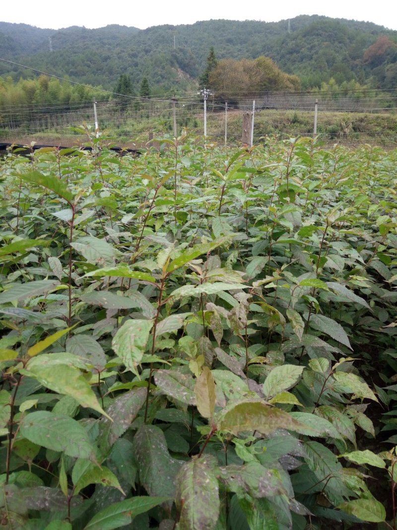 樱花树（福建山樱花中国红）福建正宗山樱花）